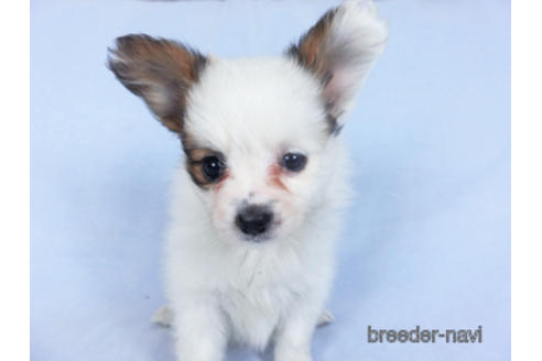 成約済の千葉県のパピヨン-160004の3枚目